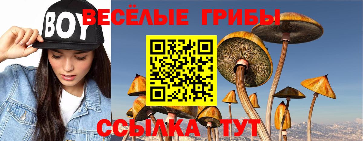 Геленджик  Галлюциногенные грибы Psilocybine cubensis  Вход с VPN 